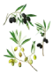 Olives